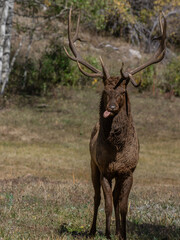 A male elk sits in a pasture in the Rocky Mountains of Colorado