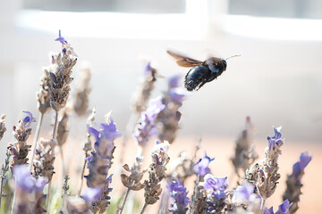The flight of the bumblebee