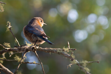 Female Eastern Bluebird