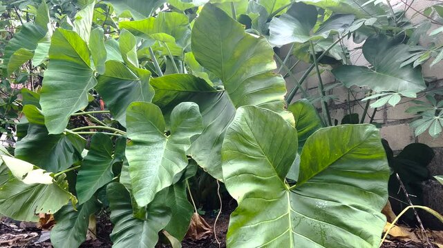 taro plant