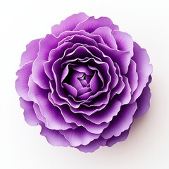 Obraz premium A purple flower on a white background