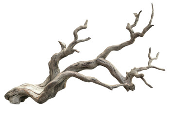 Dried Tree Branch with Rugged Cracked Surface and Twisted Form Isolated on White Background