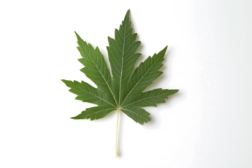 a green leaf on a white background cutout image and isolated on transparent background 