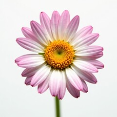 Single daisy bloom, vibrant petals, crisp white background, white background, beautiful