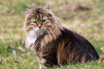 Eine hübsche junge Norwegische Waldkatze sitzt entspannt im Gras