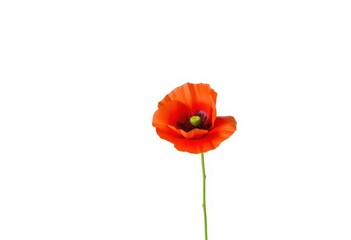 Obraz premium A vibrant, single red poppy flower, petals fully open, isolated against a pure white background, floral, intense red