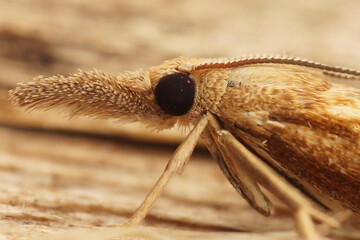 Closeup on the head of the common grass-veneer moth, a Agriphila tristella sitting on wood
