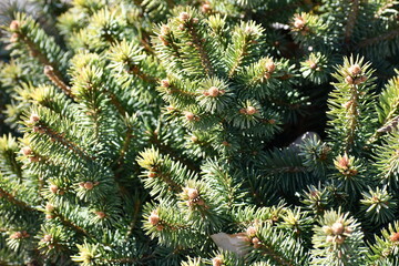 Closeup on evergreen bush.