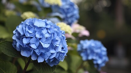 Obraz premium Close-Up of a Blue Hydrangea Bloom with Vibrant Background Colors