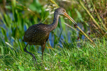 Limpkin with a snail