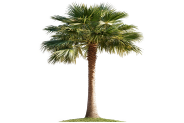 a palm tree on a white background cutout image and isolated on transparent background 