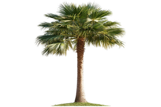 a palm tree on a white background cutout image and isolated on transparent background 