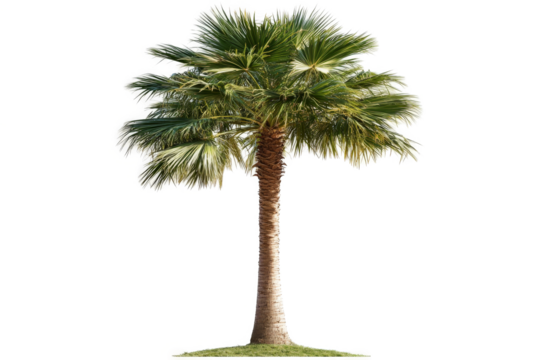 a palm tree on a white background cutout image and isolated on transparent background 