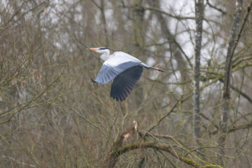 héron cendré dans la réserve de la petite Camargue alsacienne 