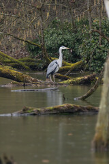 héron cendré dans la réserve de la petite Camargue alsacienne 