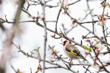 Obraz premium Goldfinch, Carduelis carduelis