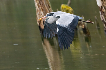 héron cendré dans la réserve de la petite Camargue alsacienne 