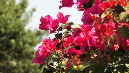 Beautiful bougainvillea flower plant in bloom