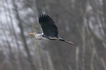 héron cendré dans la réserve de la petite Camargue alsacienne 
