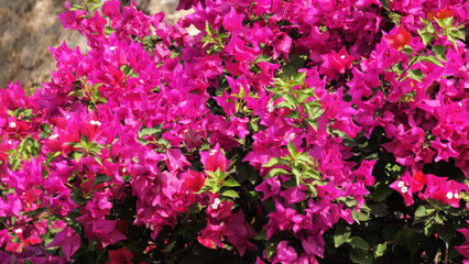 Beautiful bougainvillea flower plant in bloom