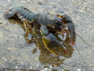Crawdad Emerging In Spring Sitting On Wet Pavement
