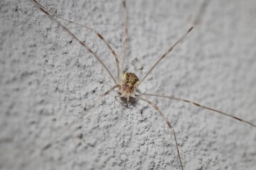 spider Opilio parietinus on the wall
