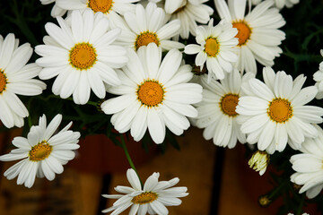 Obraz premium Daisies . Lovely blossom daisy flowers background.