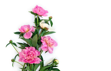 Pink and white peonies on a white background with space for text. Top view, flat lay
