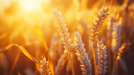 Wheat ear against a blurred field background, showcasing agricultural beauty, organic crops, and rural landscapes, great for farm branding, artistic book style