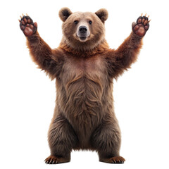 brown bear isolated on white