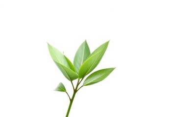 Fototapeta premium Single vibrant green plant, isolated on pure white backdrop, summer, herb