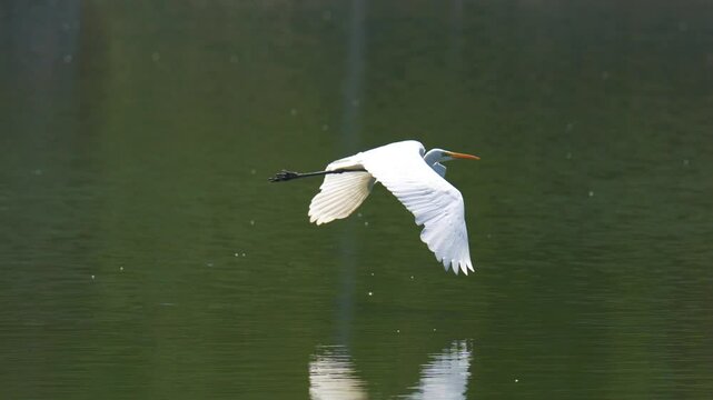 Great White Egret (Ardea alba)birds fly over the water surface.
