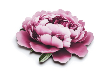 a pink pe pe pe pe pe pe pe pe pe pe pe pe pe pe pe pe pe cutout image and isolated on transparent background 