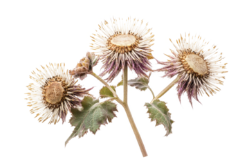 a close up of a flower on a white background cutout image and isolated on transparent background 