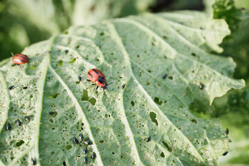Cabbage leaf perforated by cruciferous flea beetle and red beetles