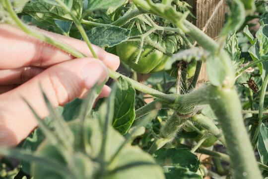 Farmer's hand shows tomato plant stepchild close-up