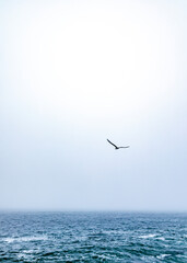 seagull flying over the sea