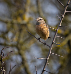 Stonechats, very curious birds on a spring day!
