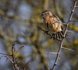 Stonechats, very curious birds on a spring day!