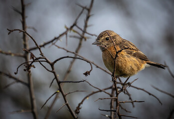 Stonechats, very curious birds on a spring day!