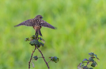 Stonechats, very curious birds on a spring day!