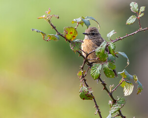 Stonechats, very curious birds on a spring day!