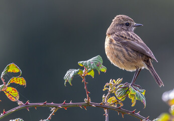 Stonechats, very curious birds on a spring day!