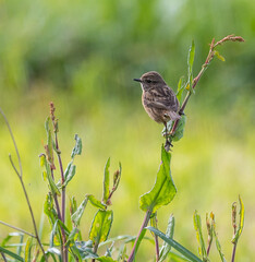 Stonechats, very curious birds on a spring day!
