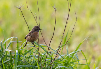 Stonechats, very curious birds on a spring day!