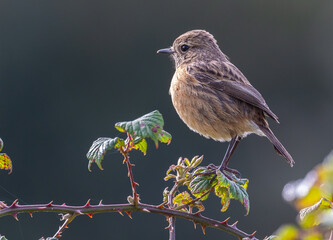 Stonechats, very curious birds on a spring day!