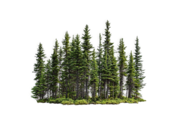 a group of trees with a white background cutout image and isolated on transparent background 