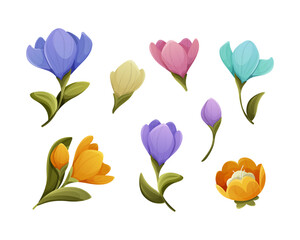 Vector clipart illustrations of a colorful spring crocus flowers on a white background. Each flower has soft shading and delicate petals, creating a fresh and elegant botanical composition