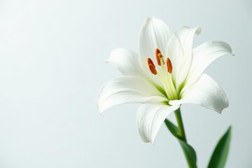 Fototapeta premium Single white lily blossom, vibrant petals against pure white backdrop, image, bright