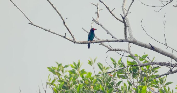 Vibrant Oriental dollarbird perched on bare tree branch above lush green foliage, serene natural setting for wildlife blogs or ecoconscious campaigns. Warm tones, authentic framing.